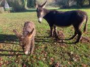 &Acirc;nesse normande 