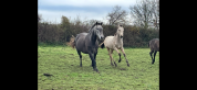 Poulain Lusitanien  PP Isabelle