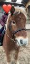 Poney shetland 