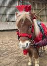 Poney shetland 