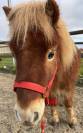 Poney shetland 