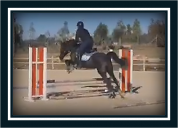 Ruin Engelse rijpony Te koop 2018 Bruin / Bai ,  GREENGAGE  FOOL