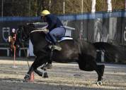 Ruin Engelse rijpony Te koop 2018 Bruin / Bai ,  GREENGAGE  FOOL