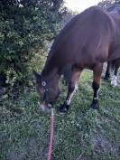 Ponette &agrave; confier contre bon soins 