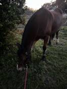 Ponette &agrave; confier contre bon soins 