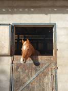 ETALON PUR-SANG ARABE 