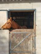 ETALON PUR-SANG ARABE 