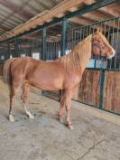 ETALON PUR-SANG ARABE 