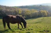 Pension Chevaux La Bastide Clairence