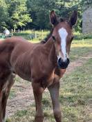 Pouliche SF originel (CSO) par Diamant de Semilly 