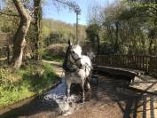 Juments percheron x cob Normand 12 ans 
