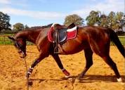 Jument Pur sang à vendre