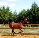 Jument Pur sang à vendre
