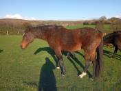 Jument Pur sang à vendre