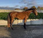 Jument de sport prend 4 ans 