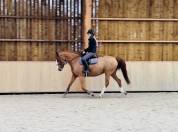 Tr&egrave;s jolie petite jument polyvalente - assurance vie