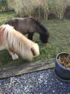 Deux poneys a donner