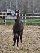 Ponette D perlino avec son poulain isabelle New forest 