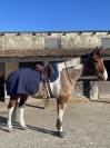 Hongre cheval de selle pie 7 ans 