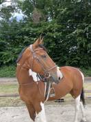 Hongre cheval de selle pie 7 ans 