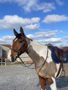 Hongre cheval de selle pie 7 ans 