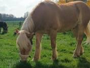 Bel haflinger 