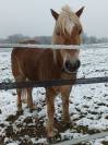Bel haflinger 