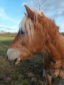 Bel haflinger 