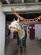 Entier cr&egrave;me pearl