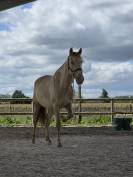 Entier cr&egrave;me pearl