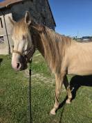 Entier cr&egrave;me pearl