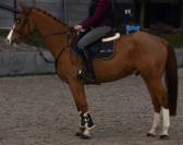 Chic petit cheval professeur 