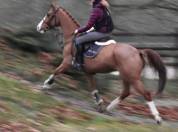 Chic petit cheval professeur 