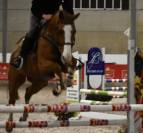 Chic petit cheval professeur 