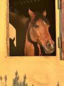 Pony femmina Olandese