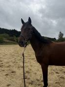 Jument - Trotteur Fran&ccedil;ais 