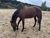 Jument - Trotteur Fran&ccedil;ais 