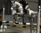 Merrie Connemara Te koop 2022 Schimmel