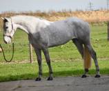 Merrie Connemara Te koop 2022 Schimmel