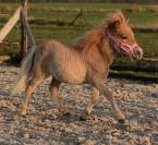 MINI HORSE 
