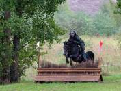 Saiilie Pur-sang. Arabe Noir 