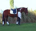 Cobalt ▫️Pure Race Espagnole 