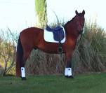 Cobalt ▫️Pure Race Espagnole 