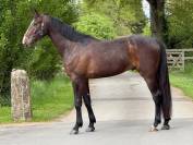 Hongre SF de 4 ans par Unaniem x Master Van de Helle