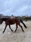 demi pensionnaire cheval 6 ans 