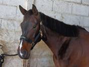 demi pension - F&eacute;licie de Bacon