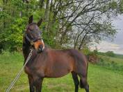 demi pension - F&eacute;licie de Bacon