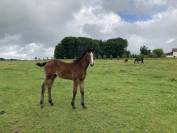 POULAIN M&Acirc;LE AA PAR FUSAIN DU DEFEY * NETWORK