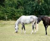 Hongre Zangersheide - 7 ans 