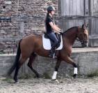 Cheval Lusitanien PP 6 ans
